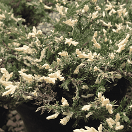 Можжевельник горизонтальный Variegata