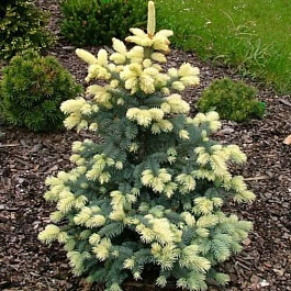 Ель колючая Биалобок - штамб