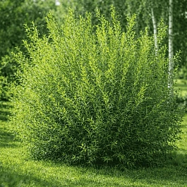 Ива пурпурная Маяк