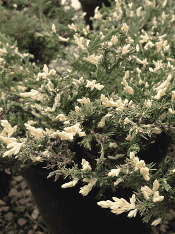 Можжевельник горизонтальный Variegata