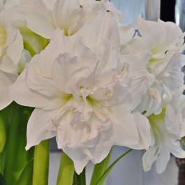 Амариллис махровый Арктик Нимф