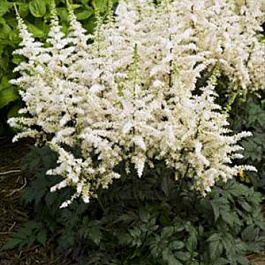 Астильба китайская Вижнс ин Вайт