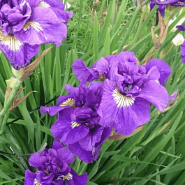Ирис сибирский Double Standard