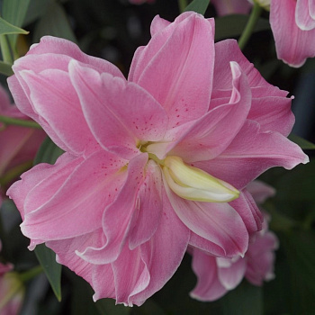 Лилия восточная махровая Лотус Джой