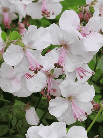 Герань кентабриджийская Biokovo