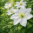 Клематис гибридный Roko-Kolla