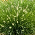 Пеннисетум лисохвостый Little bunny