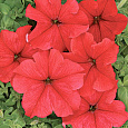 Петуния крупноцветковая Ласка F1 Петуния крупноцветковая Ласка F1