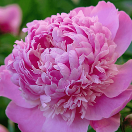 Пион Молочноцветковый Edulis Superba