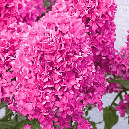 Флокс метельчатый Вуаль поздняя