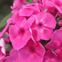 Флокс метельчатый Дымчатый коралл