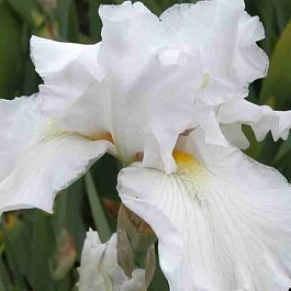 Ирис германский Silver Screen