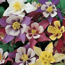 Аквилегия гибридная McKana Hybrids