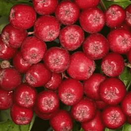 Рябина сладкоплодная Рубиновая