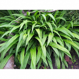 Осока ржавопятнистая