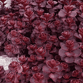 Очиток ложный Voodoo