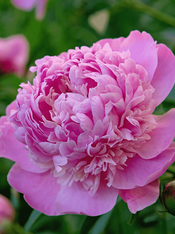 Пион Молочноцветковый Edulis Superba