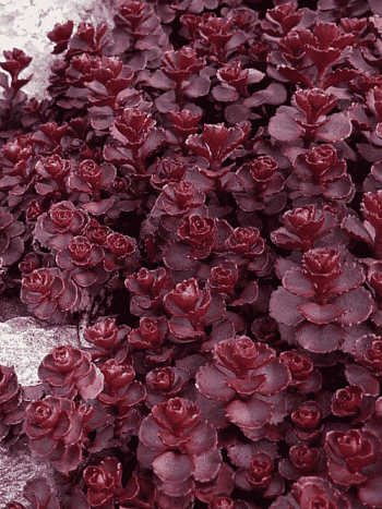 Очиток ложный Voodoo