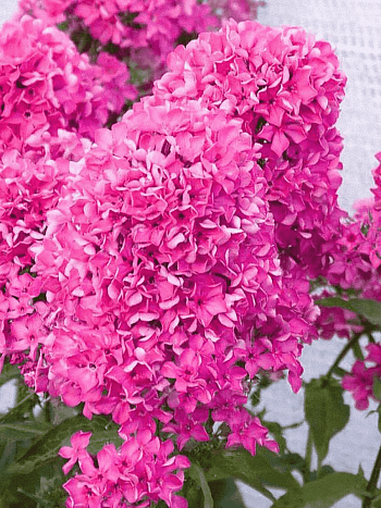 Флокс метельчатый Вуаль поздняя