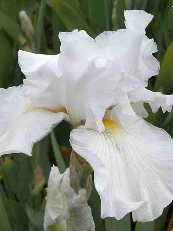 Ирис германский Silver Screen