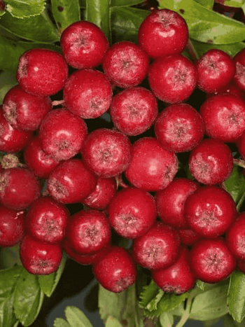 Рябина сладкоплодная Рубиновая