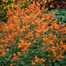 Агастахис анисовый Apricot Sunrise