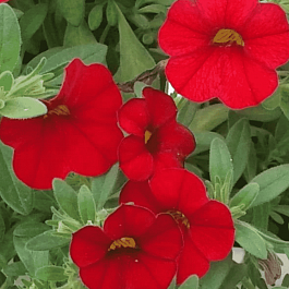 Калибрахоа Cabaret Early Bright Red (кашпо)