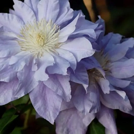 Клематис Diamond Ball