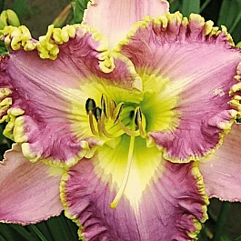 Лилейник Lavender TuTu