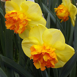 Нарцисс Крупнокорончатый Моден Арт Нарцисс Крупнокорончатый Моден Арт