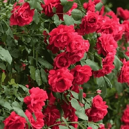 Роза плетистая Крымские зори