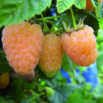 Малина желтоплодная Алтайская десертная