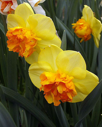 Нарцисс Крупнокорончатый Моден Арт