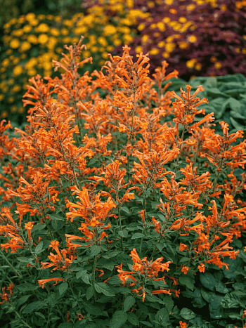 Агастахис анисовый Apricot Sunrise