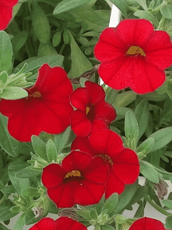 Калибрахоа Cabaret Early Bright Red (кашпо)