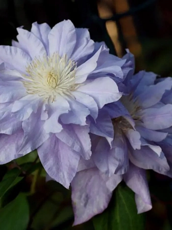 Клематис Diamond Ball