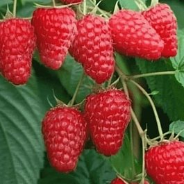 Малина Tulameen