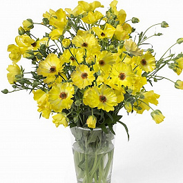 Лютик гибридный Баттерфляй Артемида