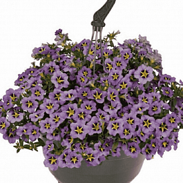 Калибрахоа Aloha Classic Tiki Dark Blue