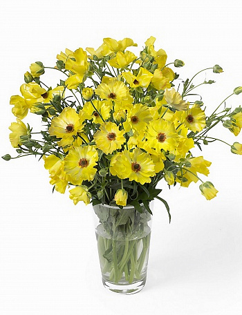 Лютик гибридный Баттерфляй Артемида