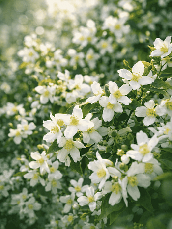 Чубушник Земляничный