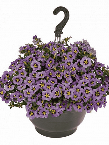 Калибрахоа Aloha Classic Tiki Dark Blue