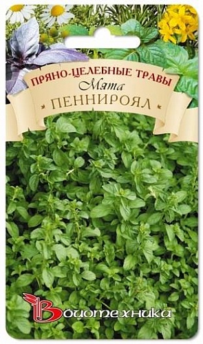 Мята  Пеннироял