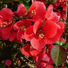 Айва японская