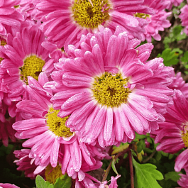 Хризантема гибридная Corinna