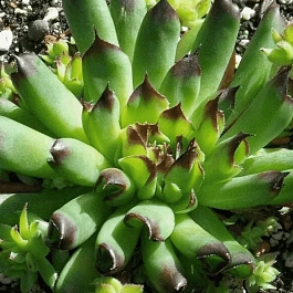 Молодило гибридное Oddity