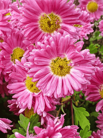 Хризантема гибридная Corinna