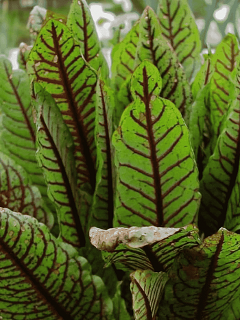 Щавель декоративный пестролистный