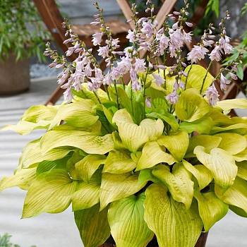 Хоста гибридная Ки Рен Джьяку