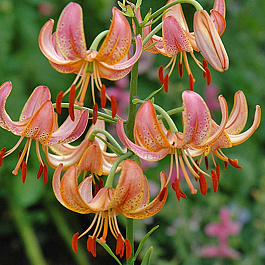 Лилия видовая Фэйри Морнинг